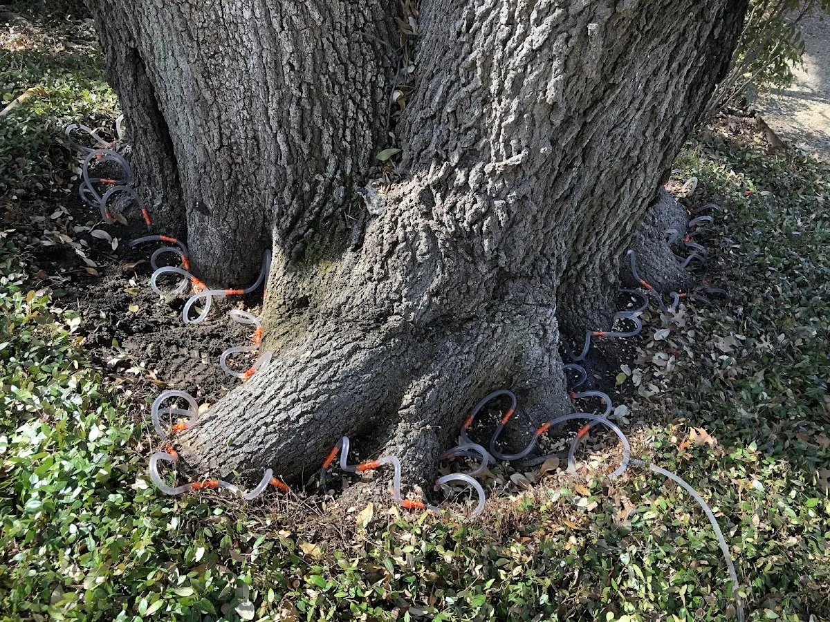 Detailed Tree Cabling and Bracing job site in Frenchmans Bayou