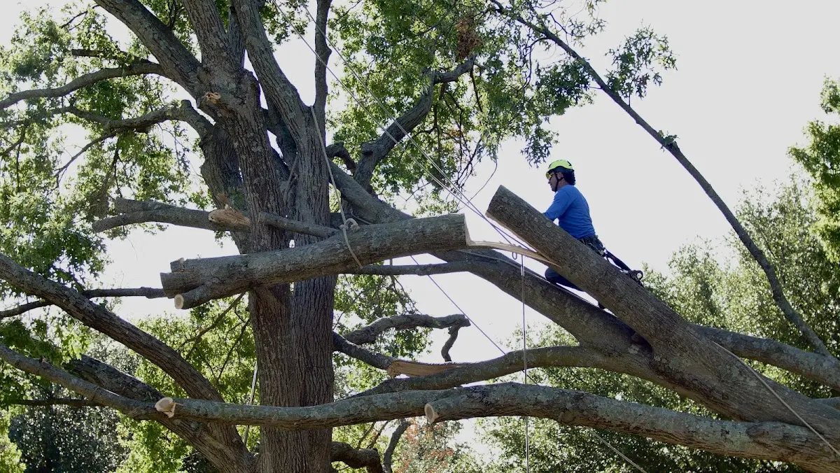 Professional Crown Thinning performed by certified arborists in Frenchmans Bayou