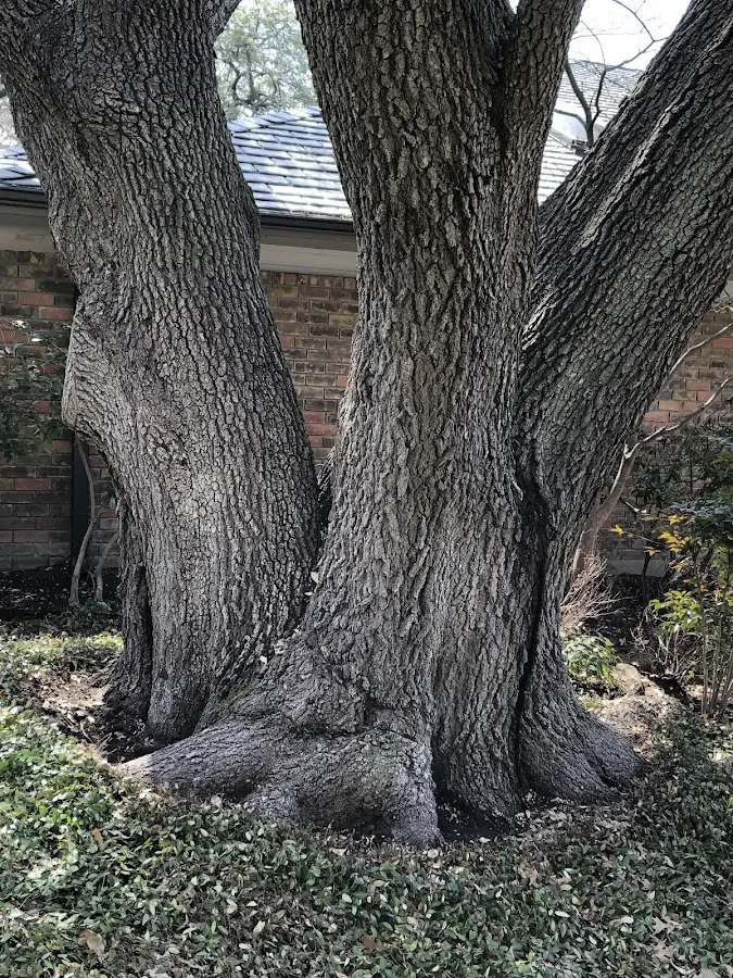 Mature heritage tree close to a Frenchmans Bayou property cared for by certified arborists