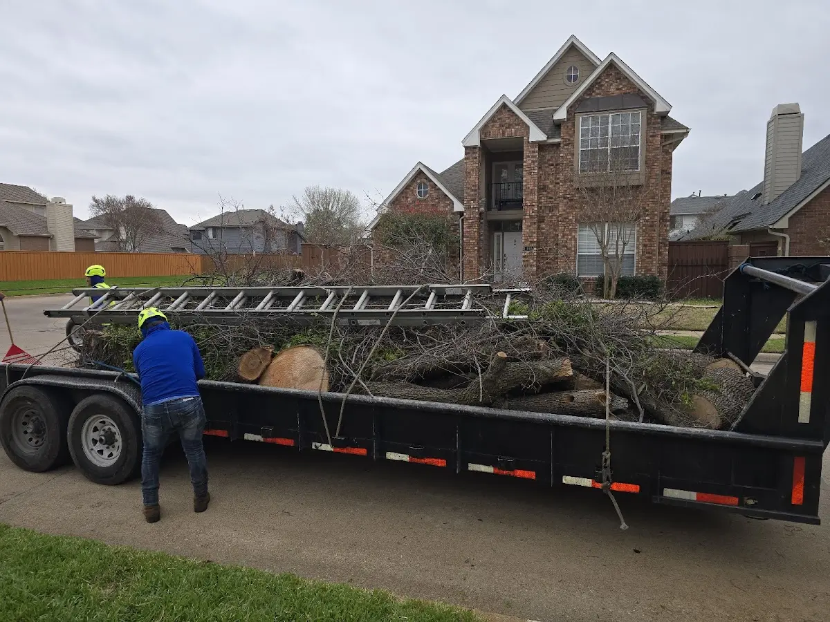Expert Tree Removal with proper safety equipment in Frenchmans Bayou